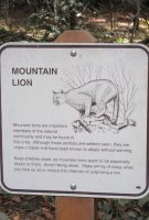 Scary mountain lions