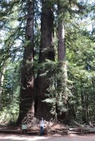 Huge redwood tree