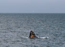 Huge humpback whale